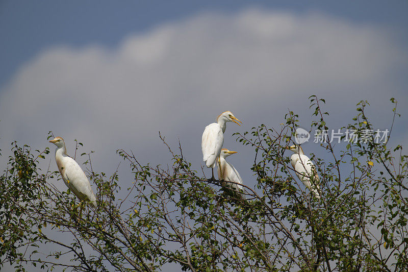 牛白鹭(Bubulcus ibis)